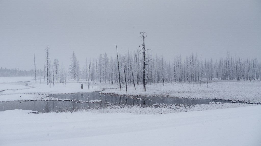 Yellowstone in Winter, Lynne R. Cashman