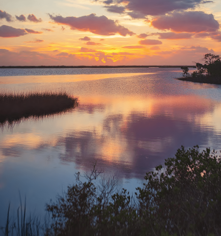 Florida Everglades via Firefly