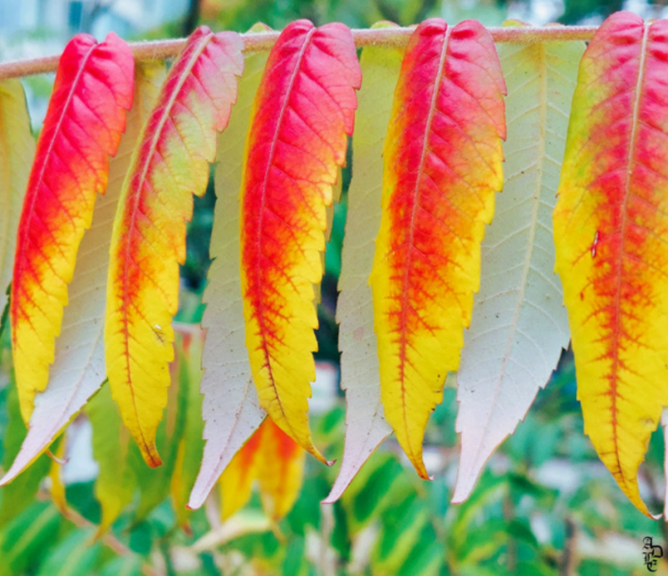 When Fall is in a Hurry to Hang its Colors © Alicia De Leon Epp