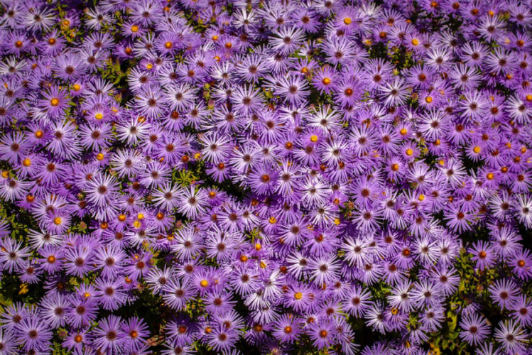 Purple Asters © Donald Cannon