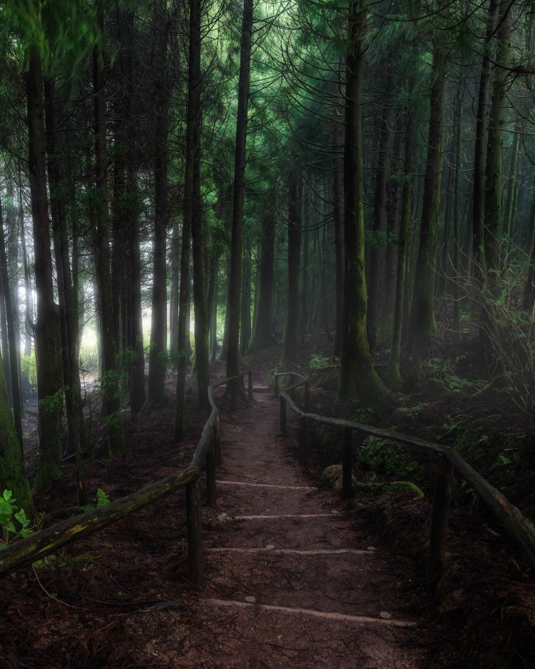 Descent into the Mist © Madhavan Parthasarthy