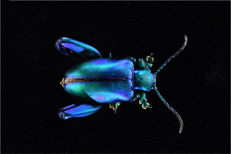 Stack beetle © Denis Finnin