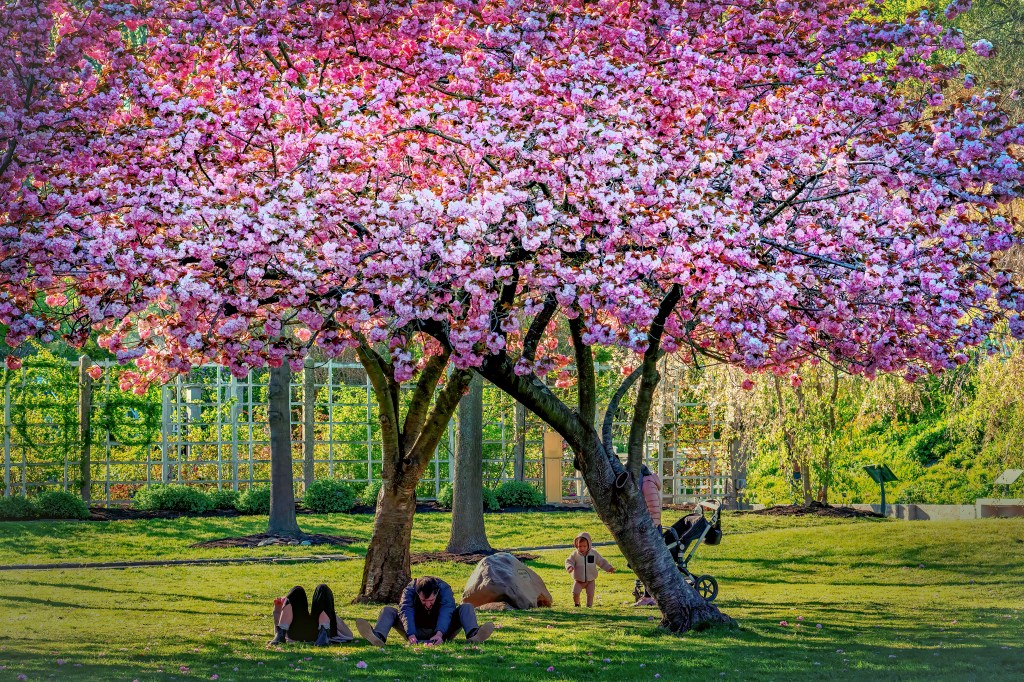 © Carlos Esguerra - BBG Cherry Esplanade