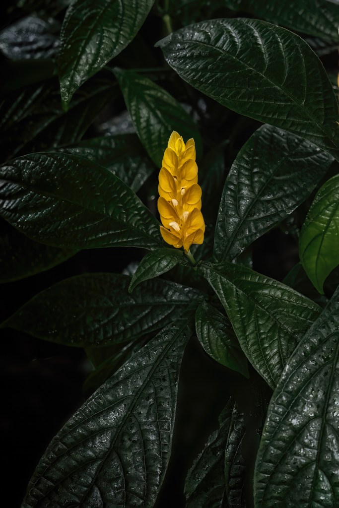 © Carlos Esguerra - NYBG Pachystachys Lutea