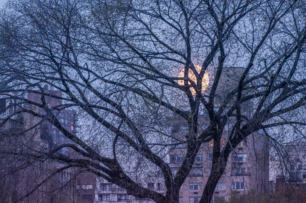 © Charles Dexter - Central Park Moonrise