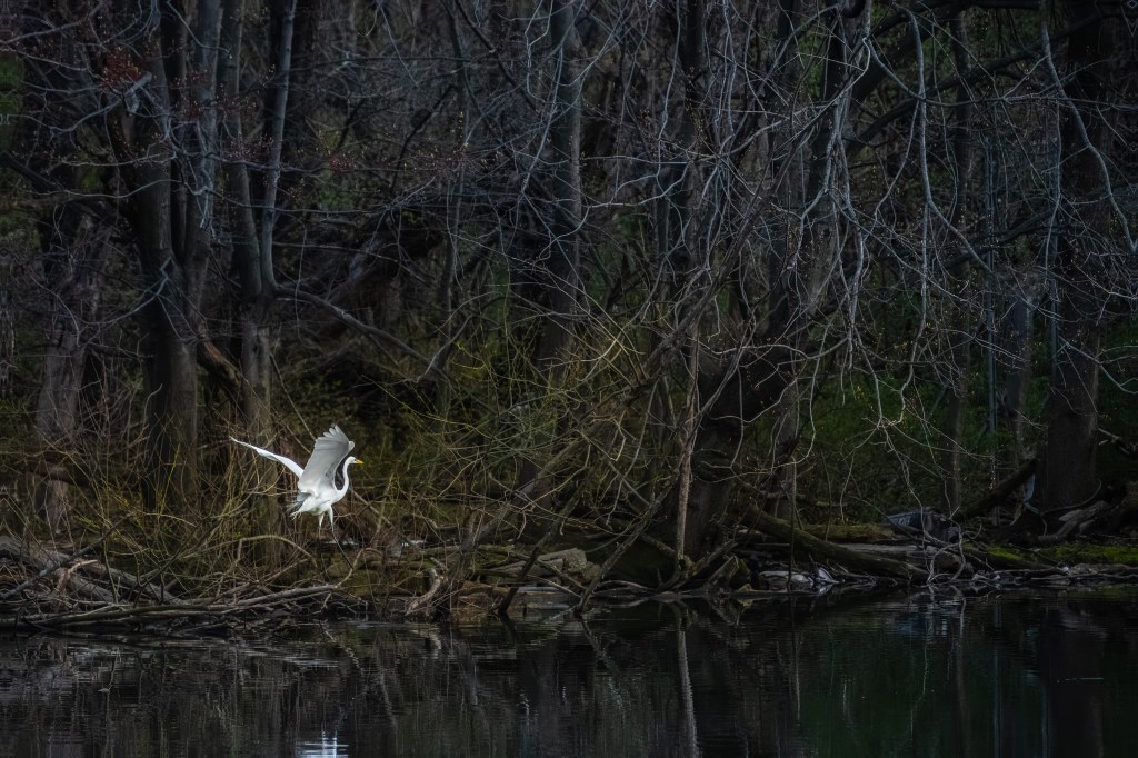 © Charles Dexter - Dark Sanctuary, Delaware Water Gap region, PA