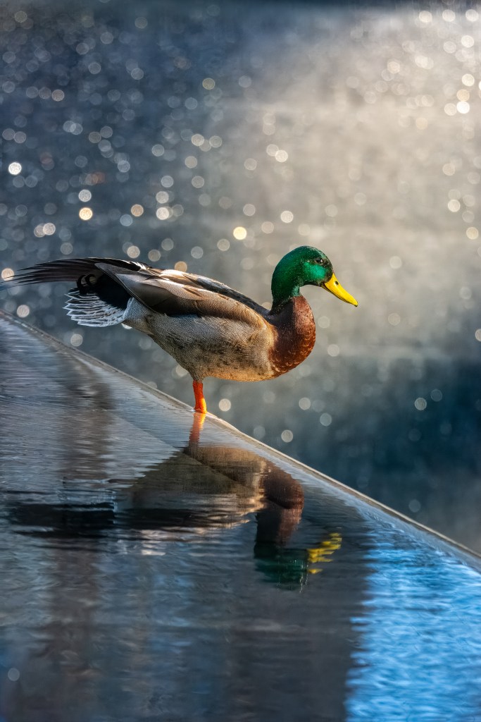 © Charles Dexter - Wild Life Comes to the Memorial