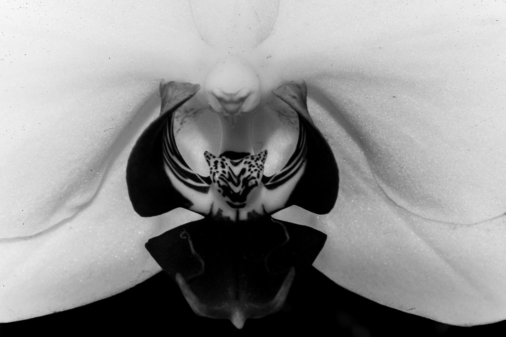 © David Francis - Winged