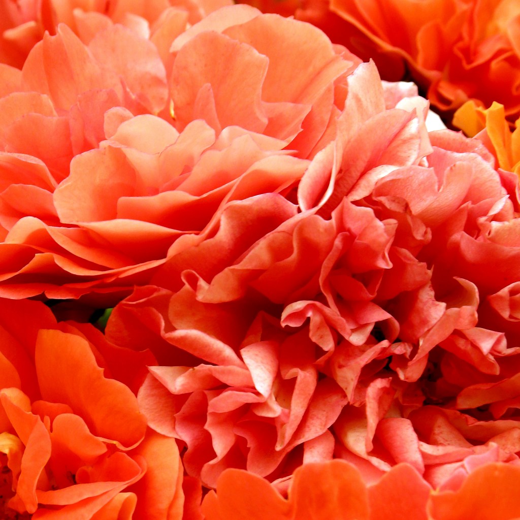 © Debbie Teicholz Guedalia - Rose Petals