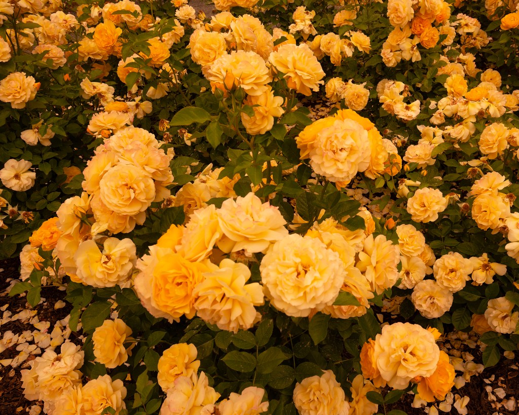 © Debbie Teicholz Guedalia - Roses