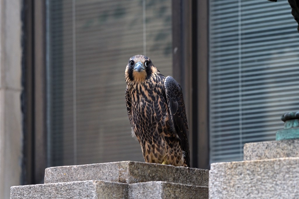 © George Courtney - Beyond the Nest