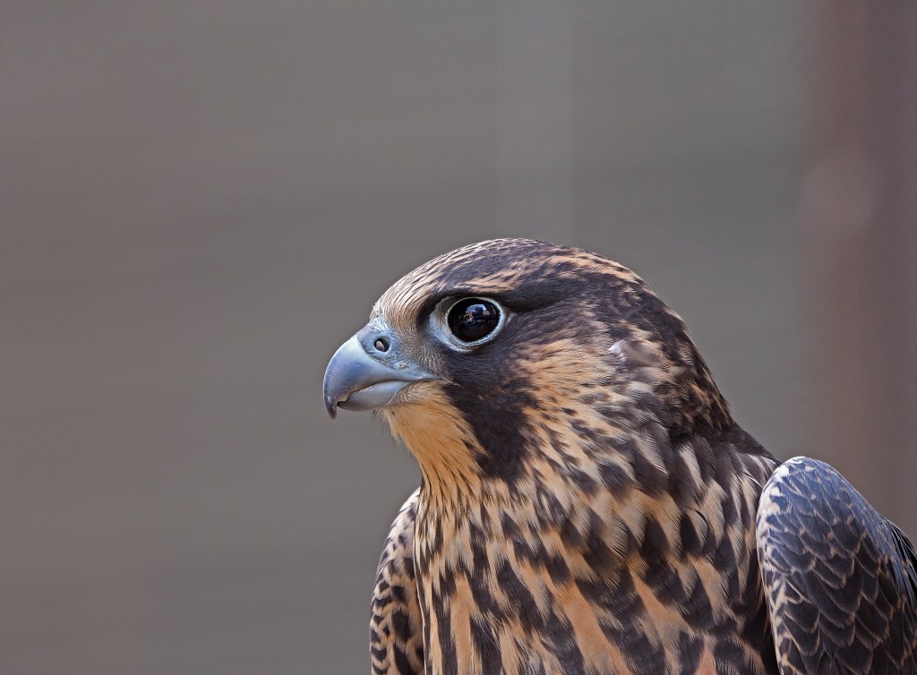 © George Courtney - Eye Welcome You