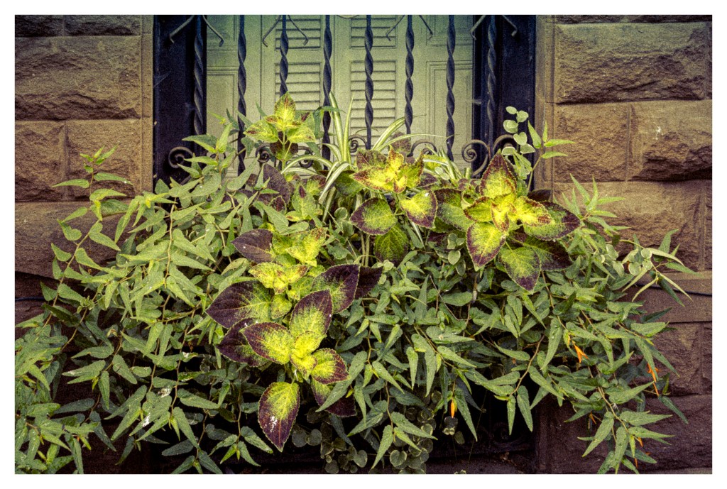 © Harvey Kopel - Window Flower Arrangement