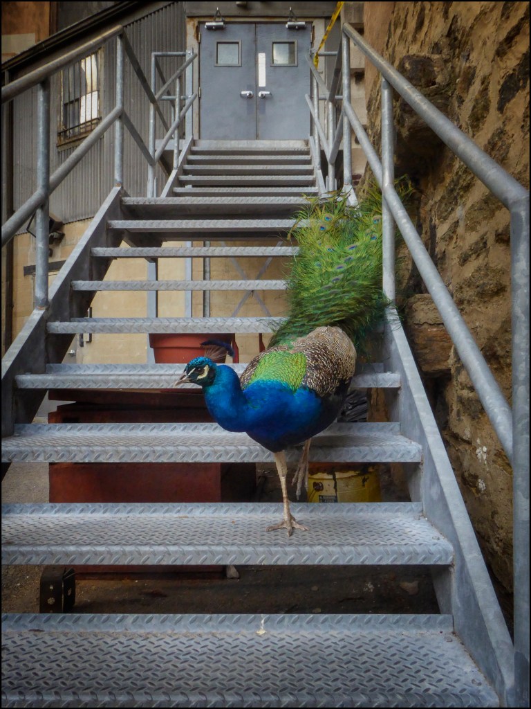 © Jane Hoffer - Peacock Descending a Staircase