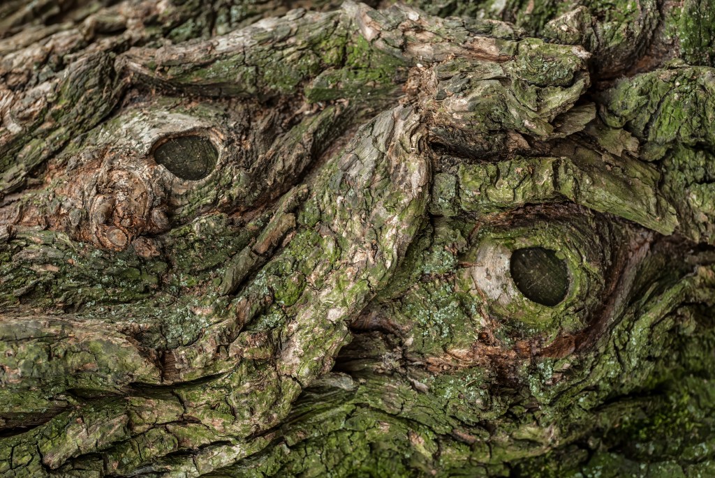 © Linda Calvet - A Central Parker