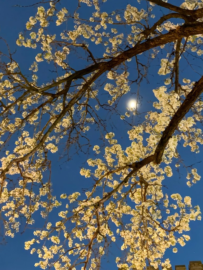 © Linda Calvet - Street Lit Cherry