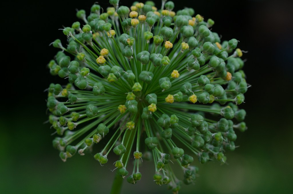 © Lourdes Chicon - Covid Lookalike