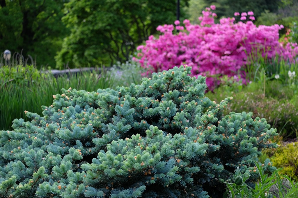 © Lourdes Chicon - Pine Bush