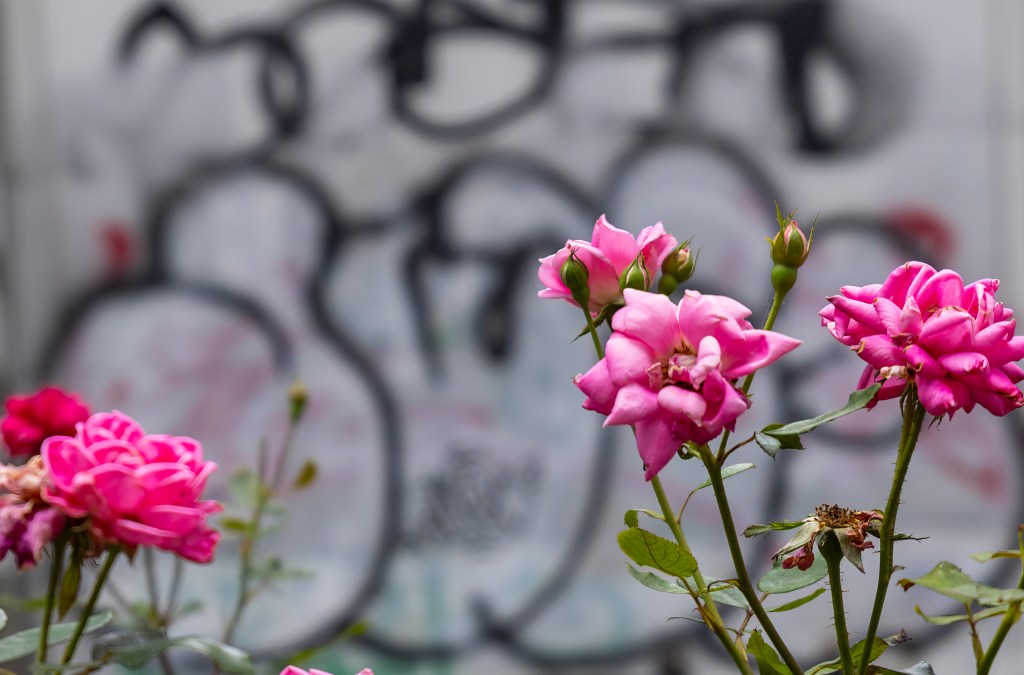 © Marie De Tullio - Rosy Graffiti