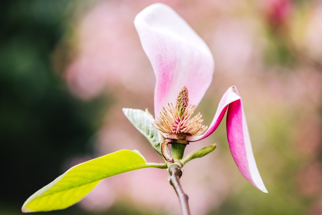 © Michael Cordone - Broken Petal