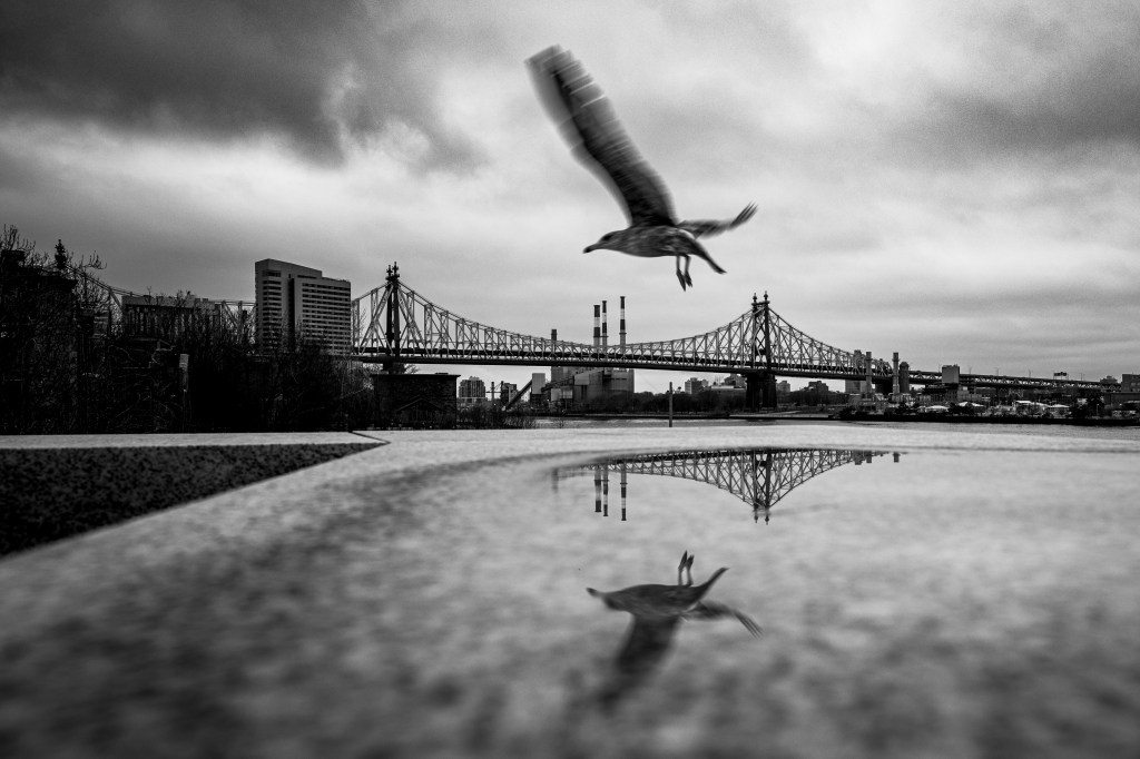 © Michael Cordone - Taking Flight