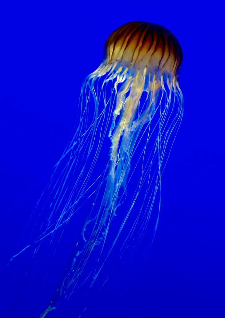 © Nancy Langer - Jellyfish