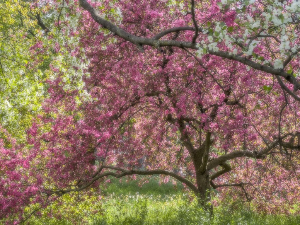 © Pat Garberini - Colors of Spring