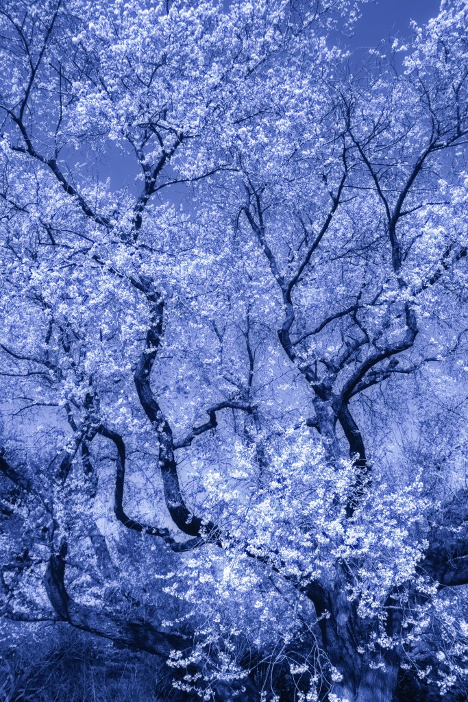 © Pat Garberini - The Delicacy of Spring