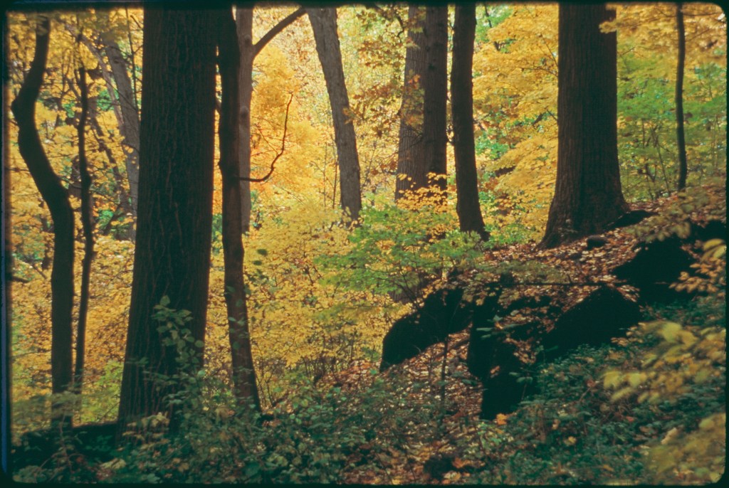 © Peggy Wortman - Century Old Oak Forest