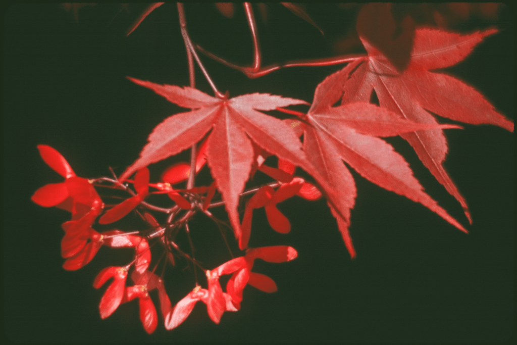 © Peggy Wortman - Maple Leaves Fall