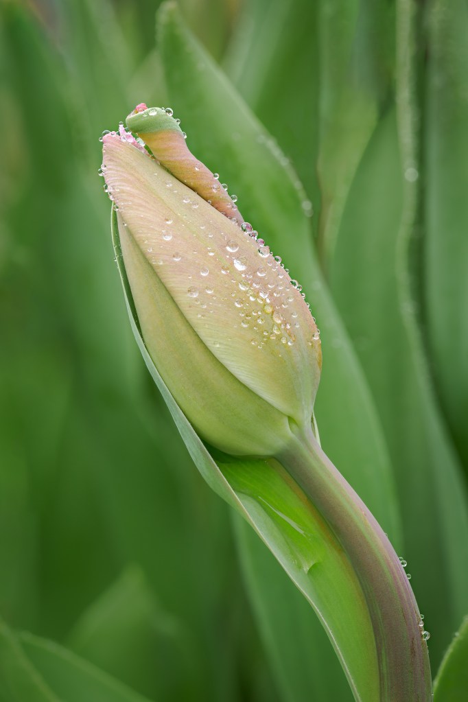 © Sharron Lee Crocker - Bejeweled