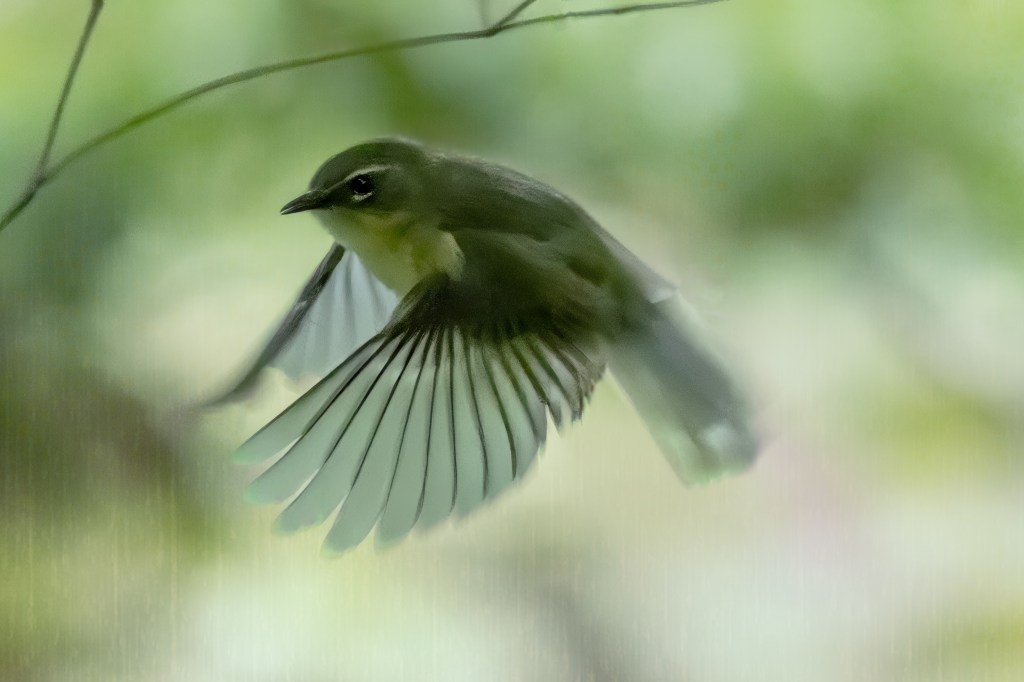 © Sherry Felix - Black-throated Blue Warbler, Central Park