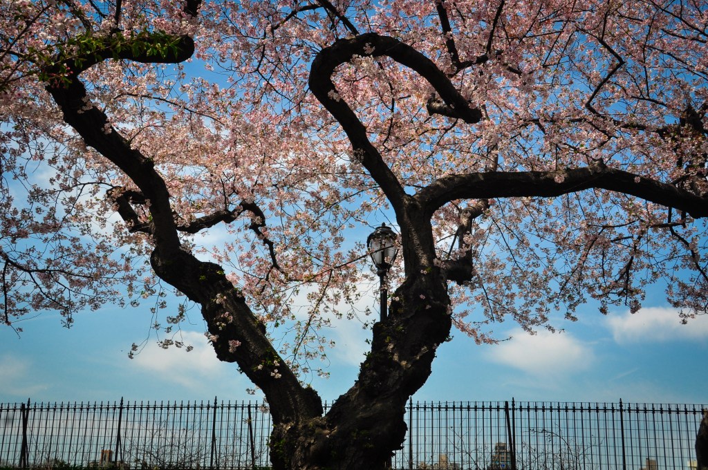 © Terry Opalka - Cherry Blossoms and Blue Skies