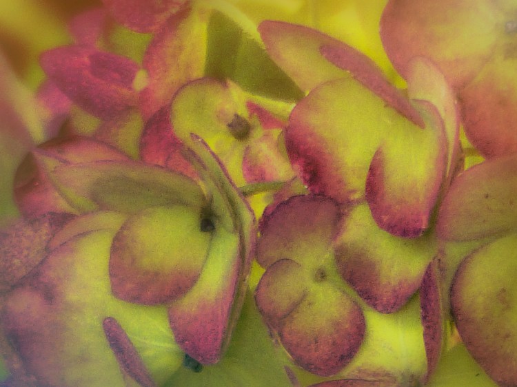 © Terry Opalka - Soft Scratched Blossoms