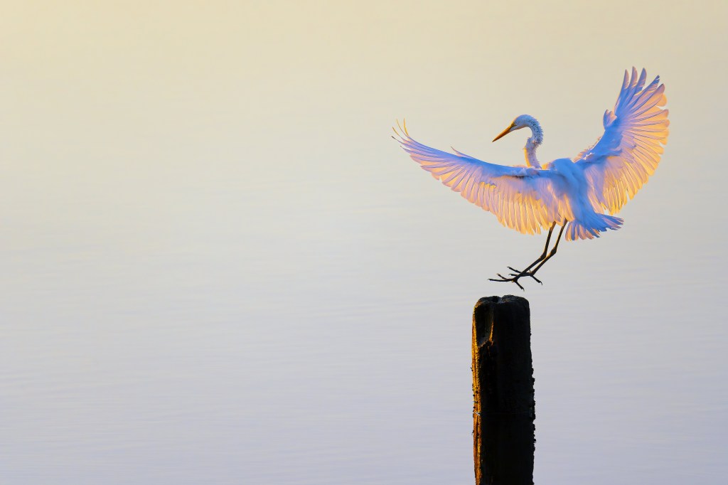 © William King - Great Egret