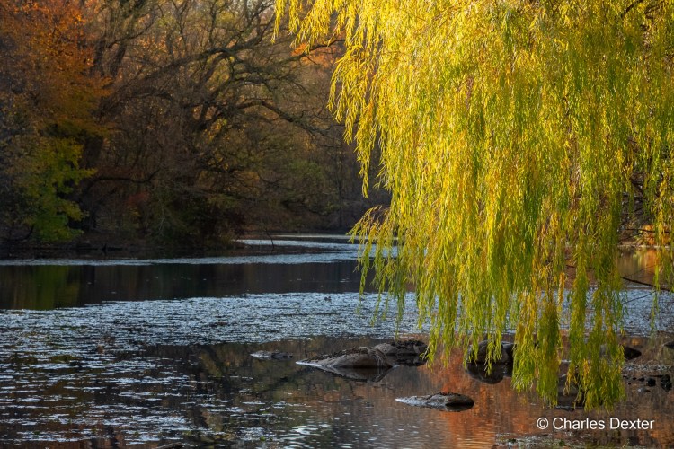 Weeping Willow © Charles Dexter