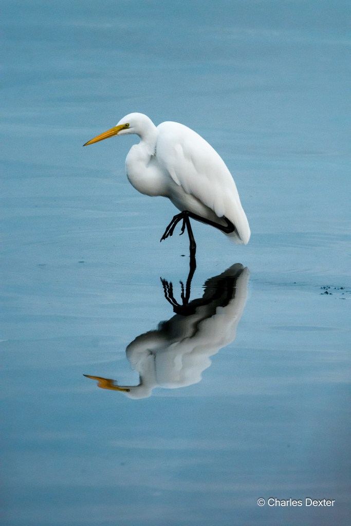 Marshlands © Charles Dexter
