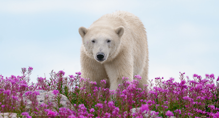 © Gillian Overholser