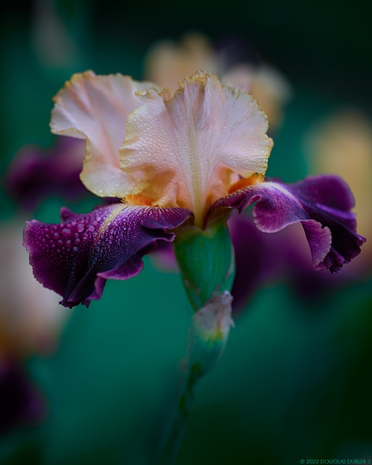 Douglas Dubler © Ascending Iris