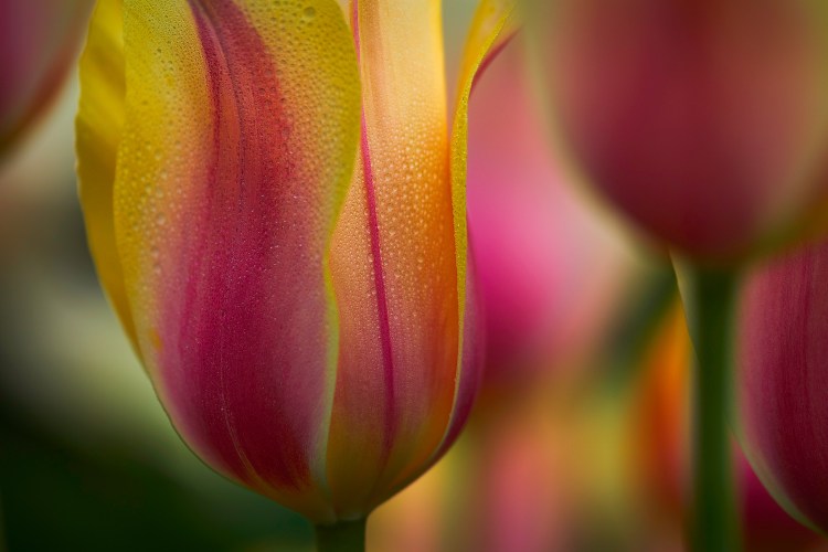 Douglas Dubler © Blushing Lady Tulip