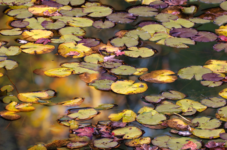 Lillypads © Marie De Tullio