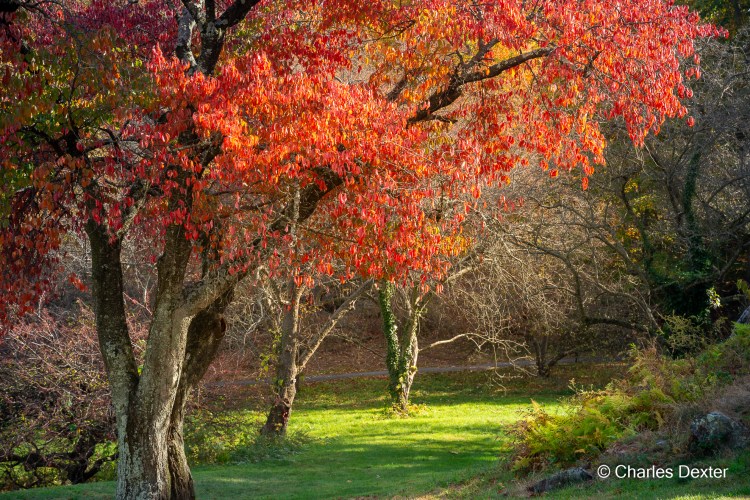 NYBG © Charles Dexter